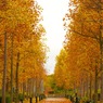 公園につづく道