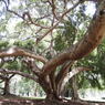 Complex Tree