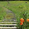 湿原の路