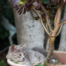 植木鉢の中。居心地いいニャ。