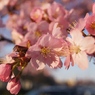 CHERRY BLOSSOMS