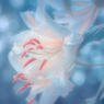 Folded sacredness