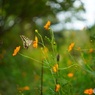 オールドレンズで　キバナコスモスとアゲハチョウ