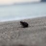 悲しきウニ