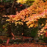 11/22南禅寺　散り紅葉