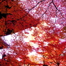 201011影絵真如堂