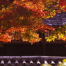 201011のぞき見る建仁寺？