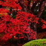 201011紅いづる圓光寺