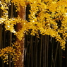 201011銀杏色づく大徳寺