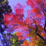 201011紅葉舞う 大徳寺