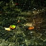 気配 