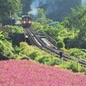 千日紅が咲く朝