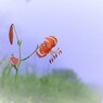霧の出逢い