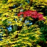 紅葉