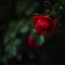赤い薔薇