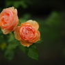 杏色の薔薇