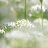 韮の花