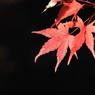 紅の主張