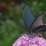 秋思　クロアゲハ