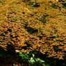 箕面の紅葉