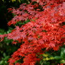 箕面の紅葉