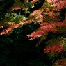 箕面の紅葉