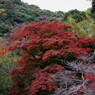 箕面の紅葉