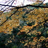 箕面の紅葉