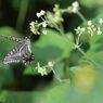 朝食の時間　DSC_2867