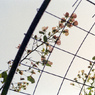 入り口の花のアーチ