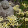お花の寺の白い彼岸花