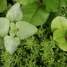 面としての植物