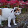 甘夏さん