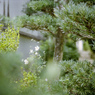 小さな花