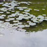 池の蓮の葉