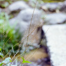 細い茎の小さな花