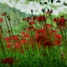 曼殊沙華 