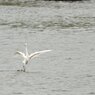 白鳥？の湖