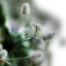 もふもふ花
