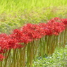 彼岸花