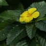 温室の花
