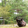 お寺のネコさん（3）