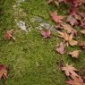 苔上の赤