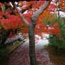 11/23仁和寺