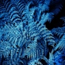 Frozen　Pteridophyta