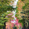 秋の散歩道*
