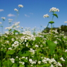 蕎麦の花…かな？