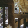 時々猫に会う