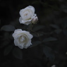 宵の白薔薇