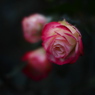 宵の薔薇